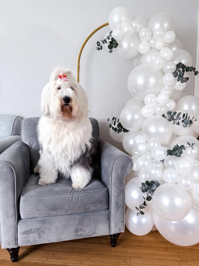 White balloons around a gold hoop beside a dog